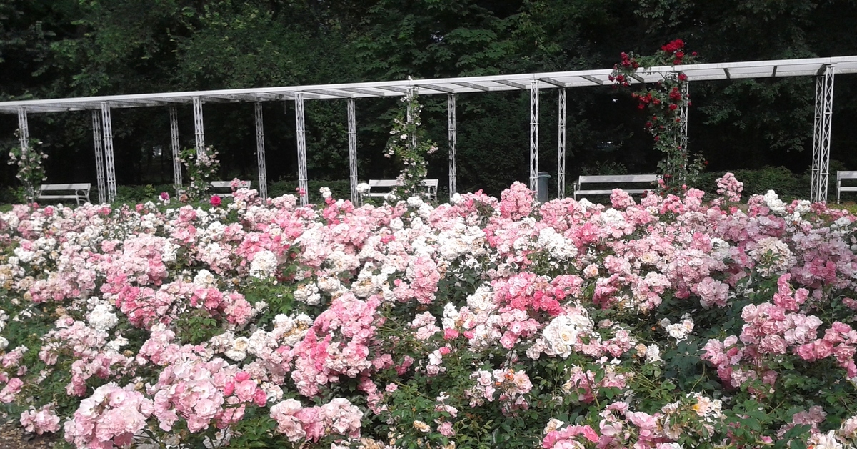 Розовый сад острова Маргит